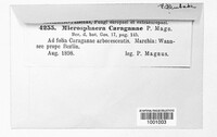 Microsphaera caraganae image